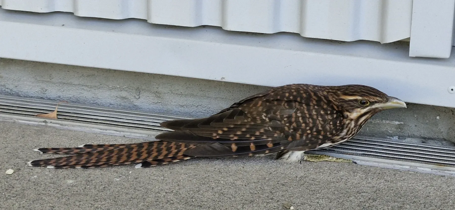 File:Urodynamis taitensis from iNaturalist photo 439923510.jpg