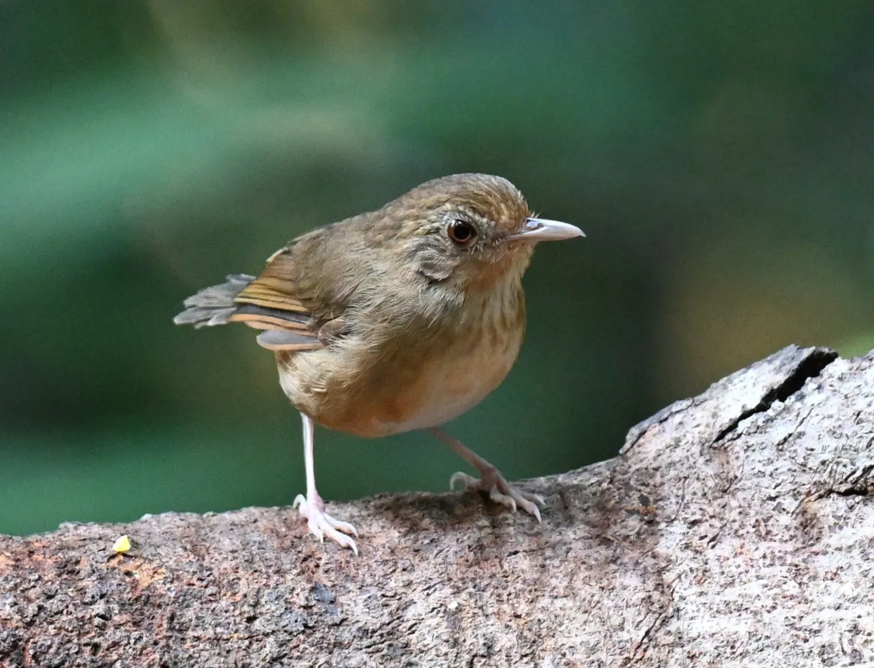 File:Pellorneum tickelli - Chrissy McClarren and Andy Reago - 448963347.jpeg