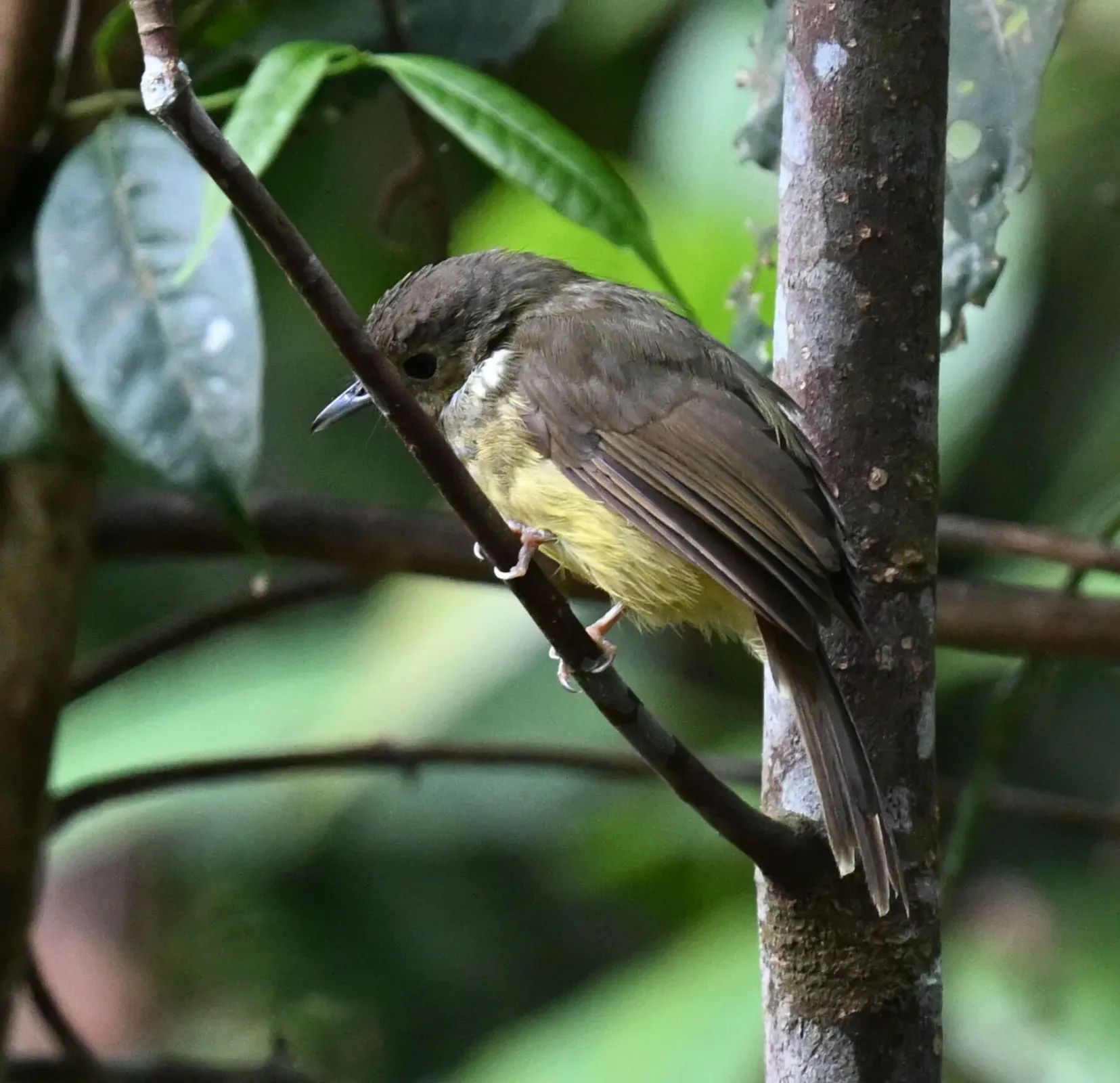 File:Tricholestes criniger - Chrissy McClarren and Andy Reago - 448968779.jpeg