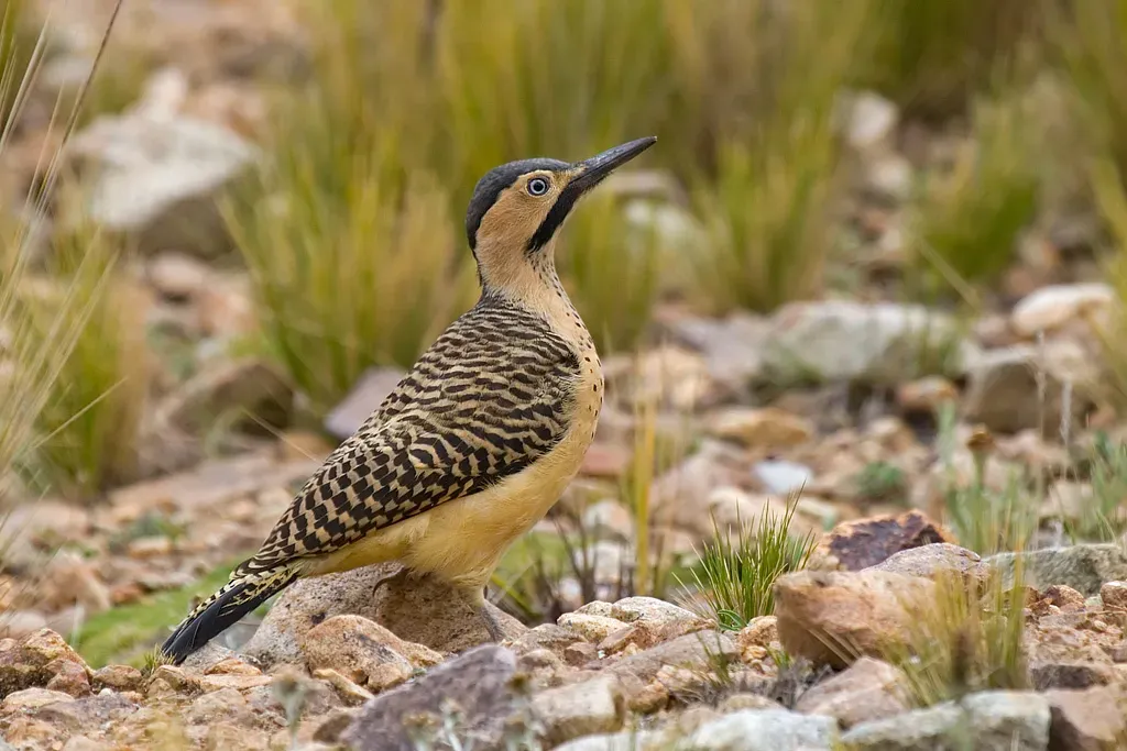 File:Colaptes rupicola 20070123.jpg