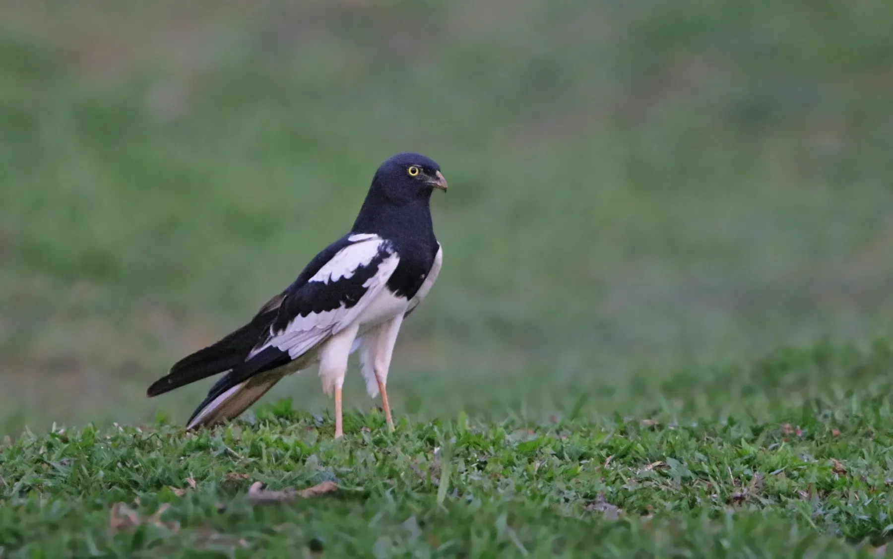 File:Circus melanoleucos from iNaturalist photo 104706101.jpg