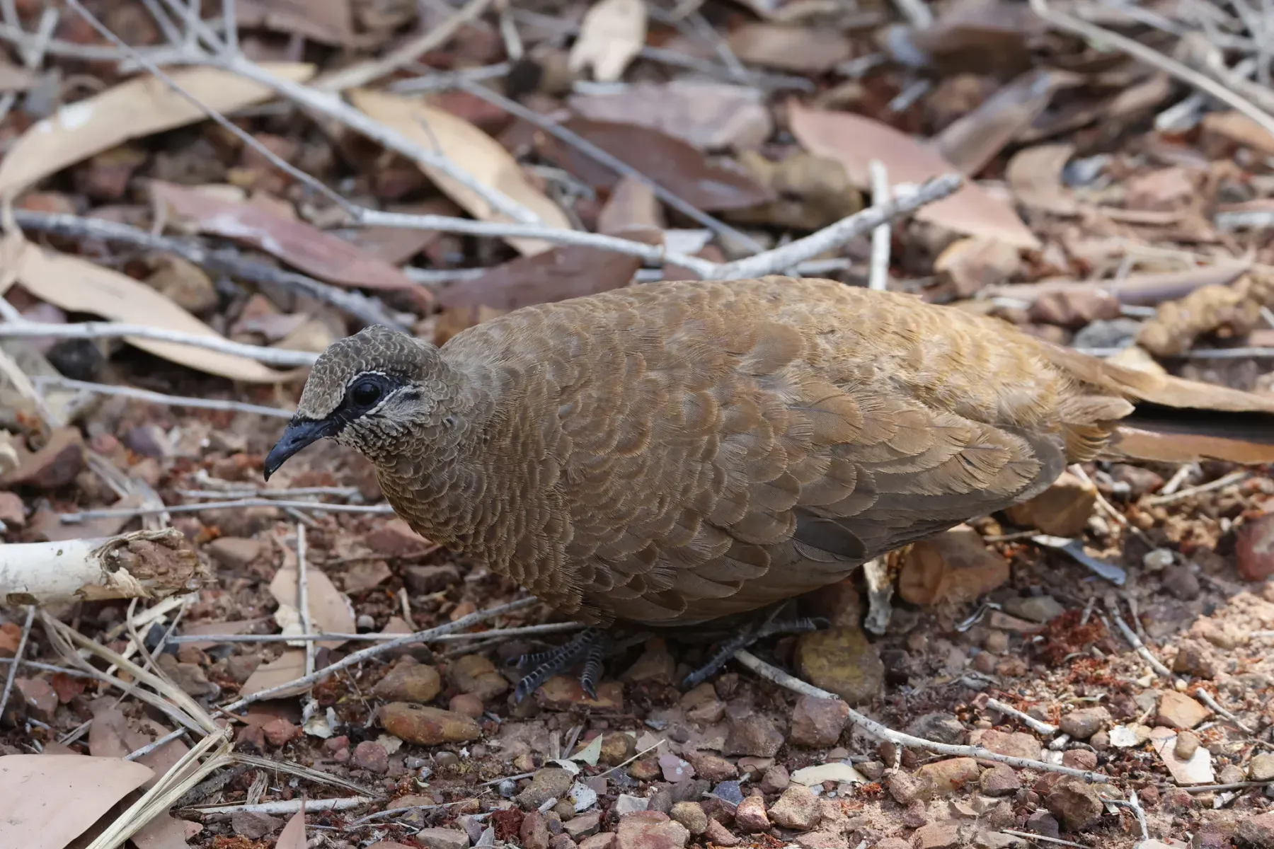 File:Petrophassa albipennis - Romain Boisseau - 547862067.jpeg