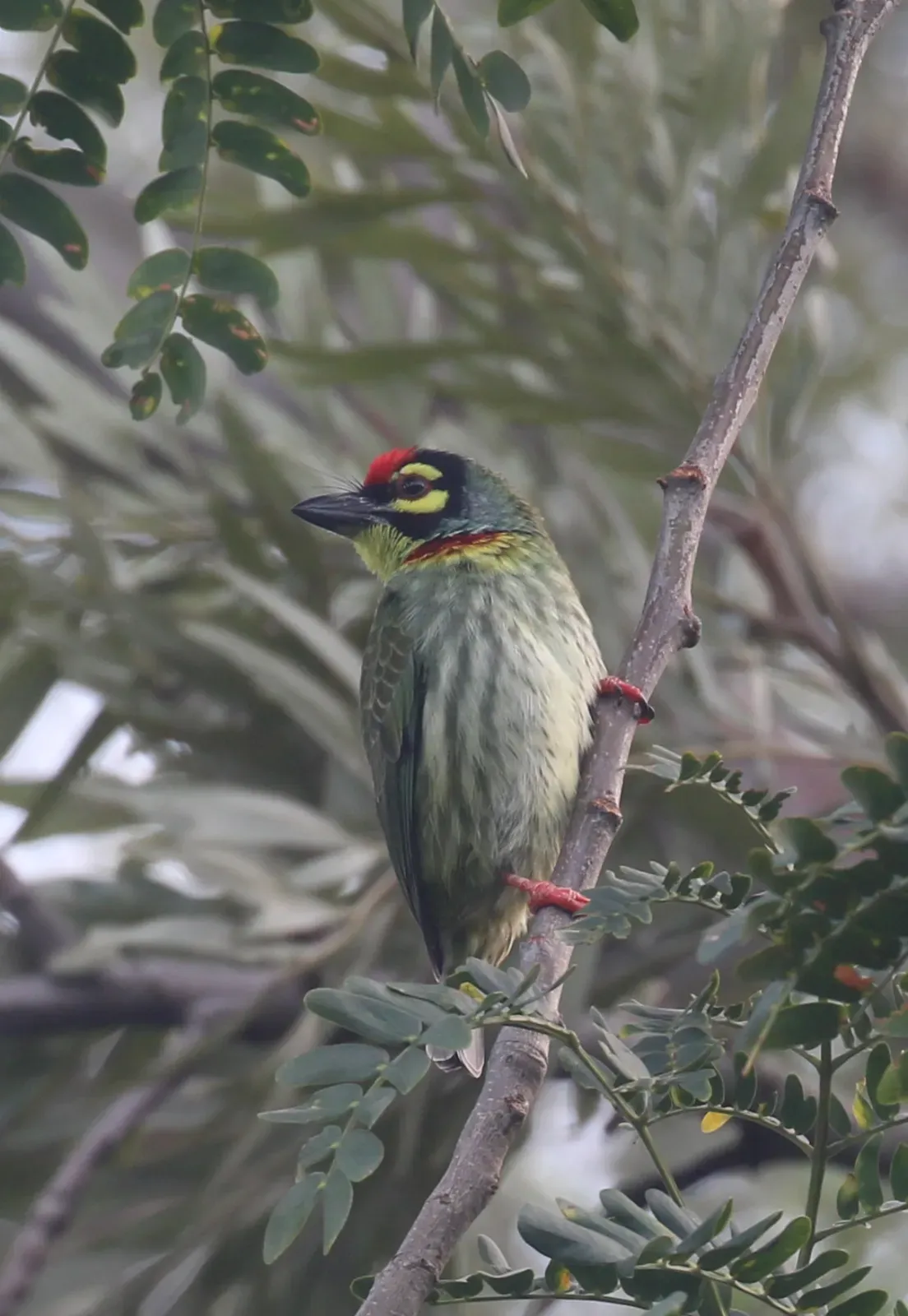 File:Coppersmith barbet (Psilopogon haemacephalus).jpg