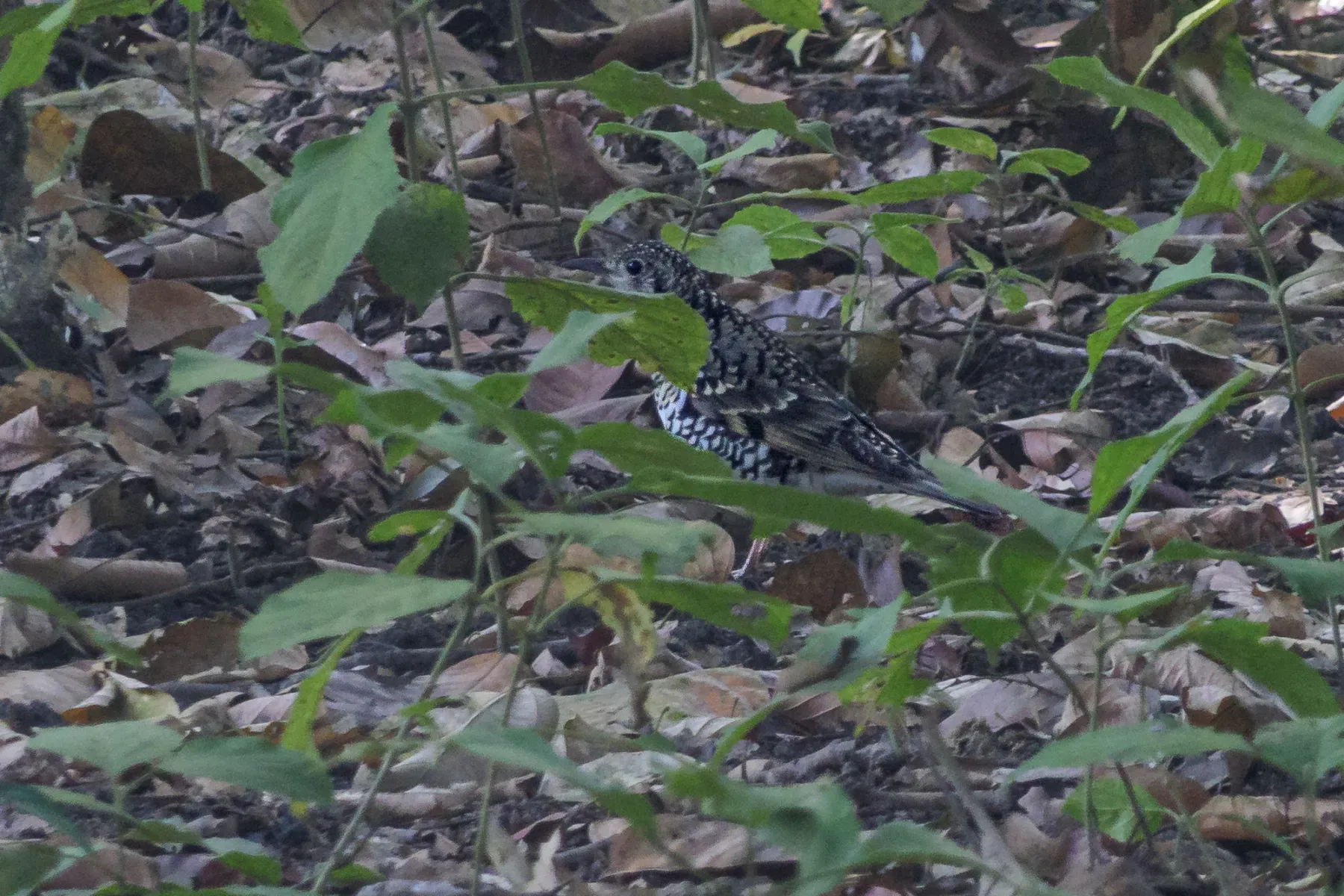 File:Scaly Thrush (Zoothera dauma) at Pilibhit tiger reserve.jpg