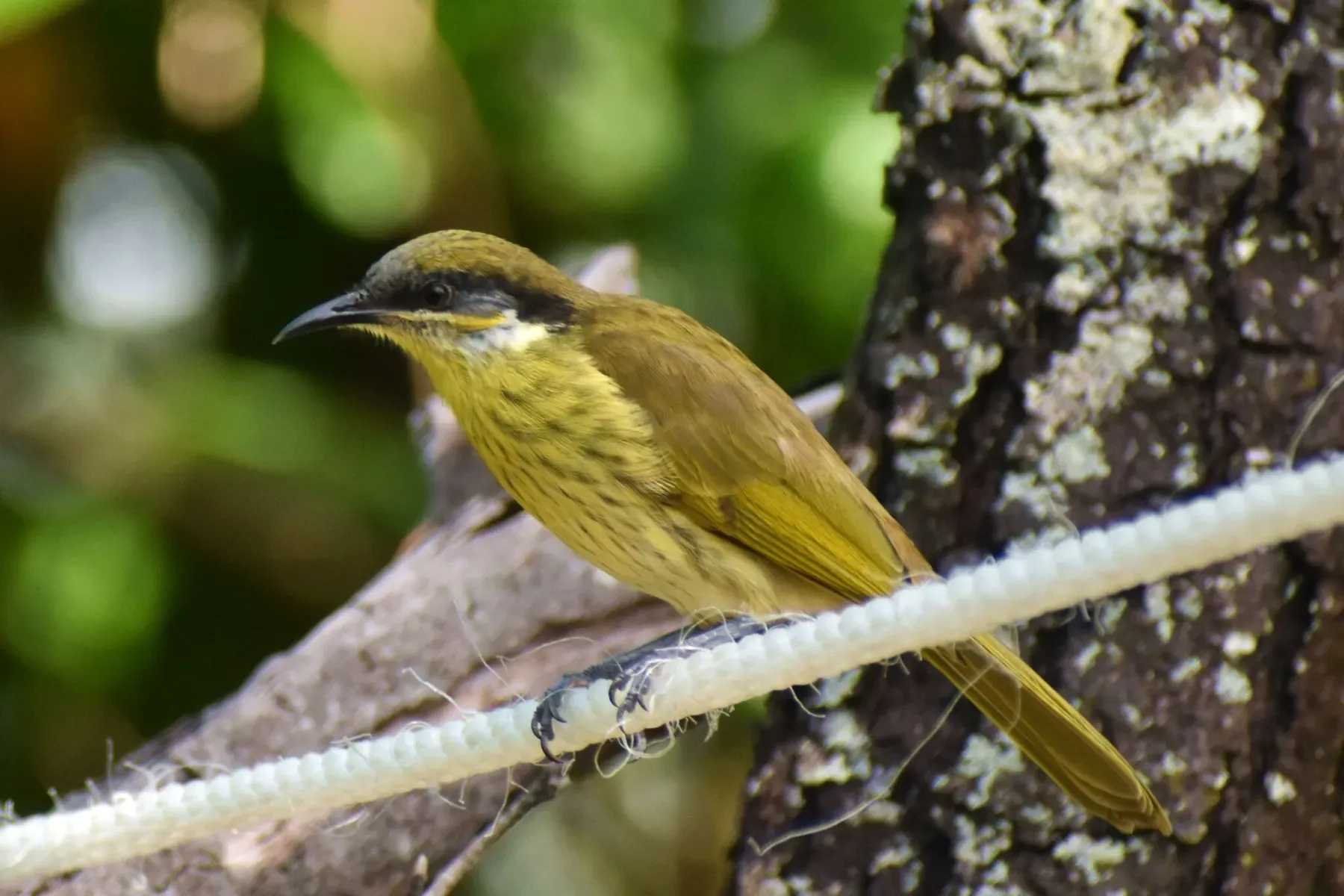 File:Gavicalis versicolor 504263226.jpg