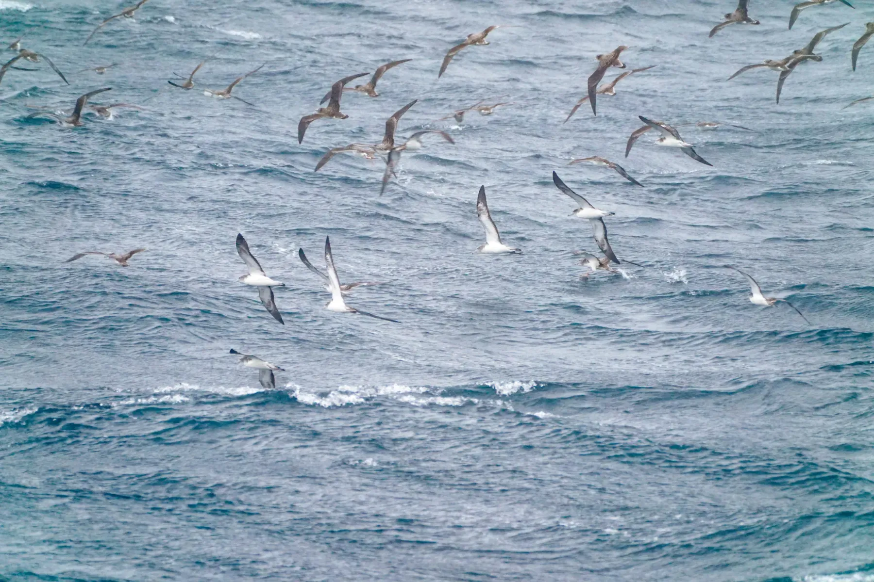 File:Calonectris leucomelas iNaturalist photo 186391541.jpg