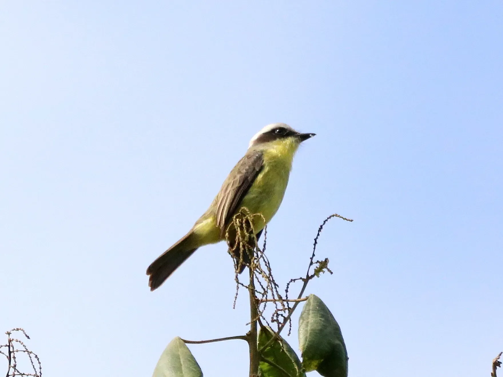 File:Conopias trivirgatus - vinicius s domingues - 299348401.jpeg