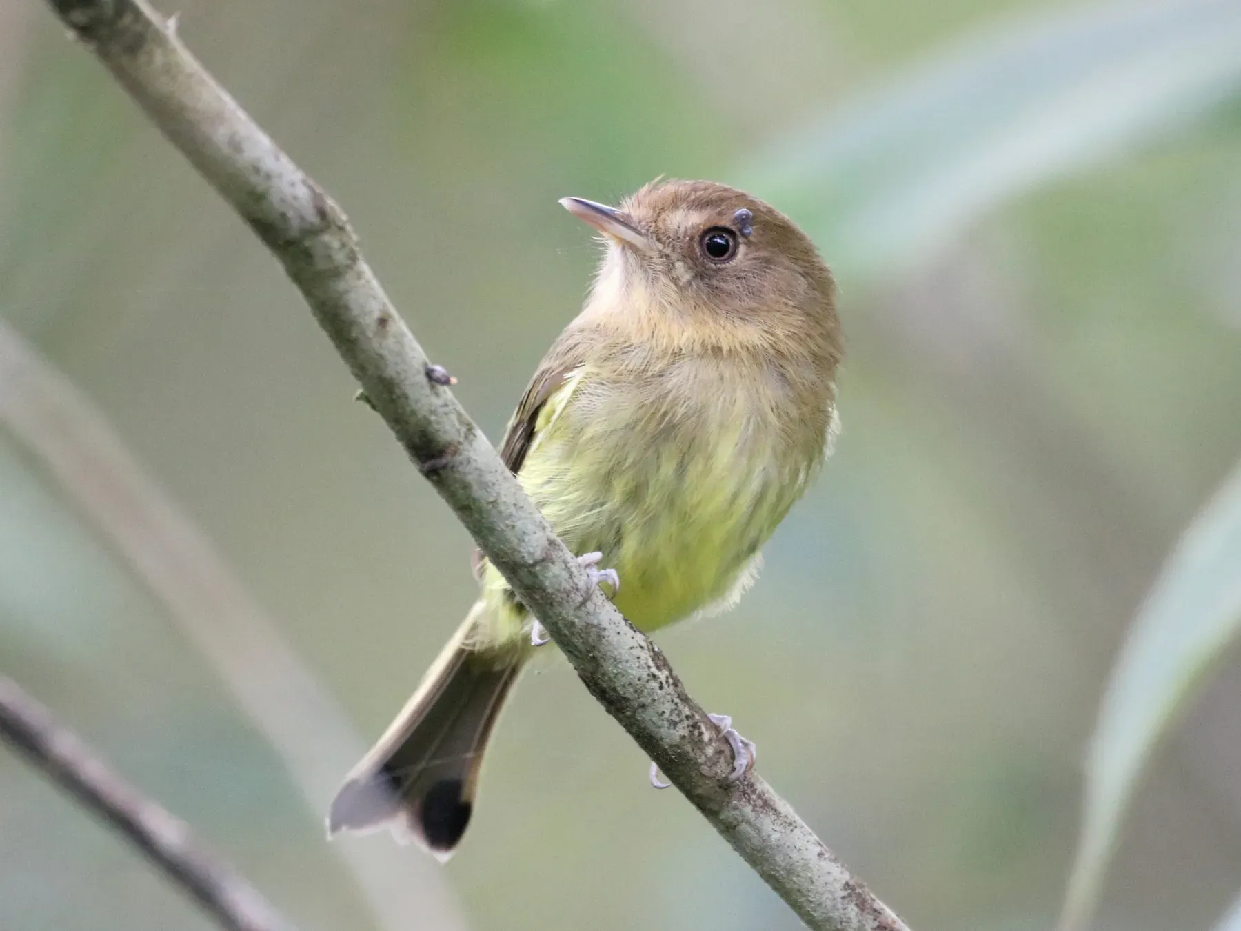 File:Hemitriccus kaempferi - vinicius s domingues - 299348575.jpeg