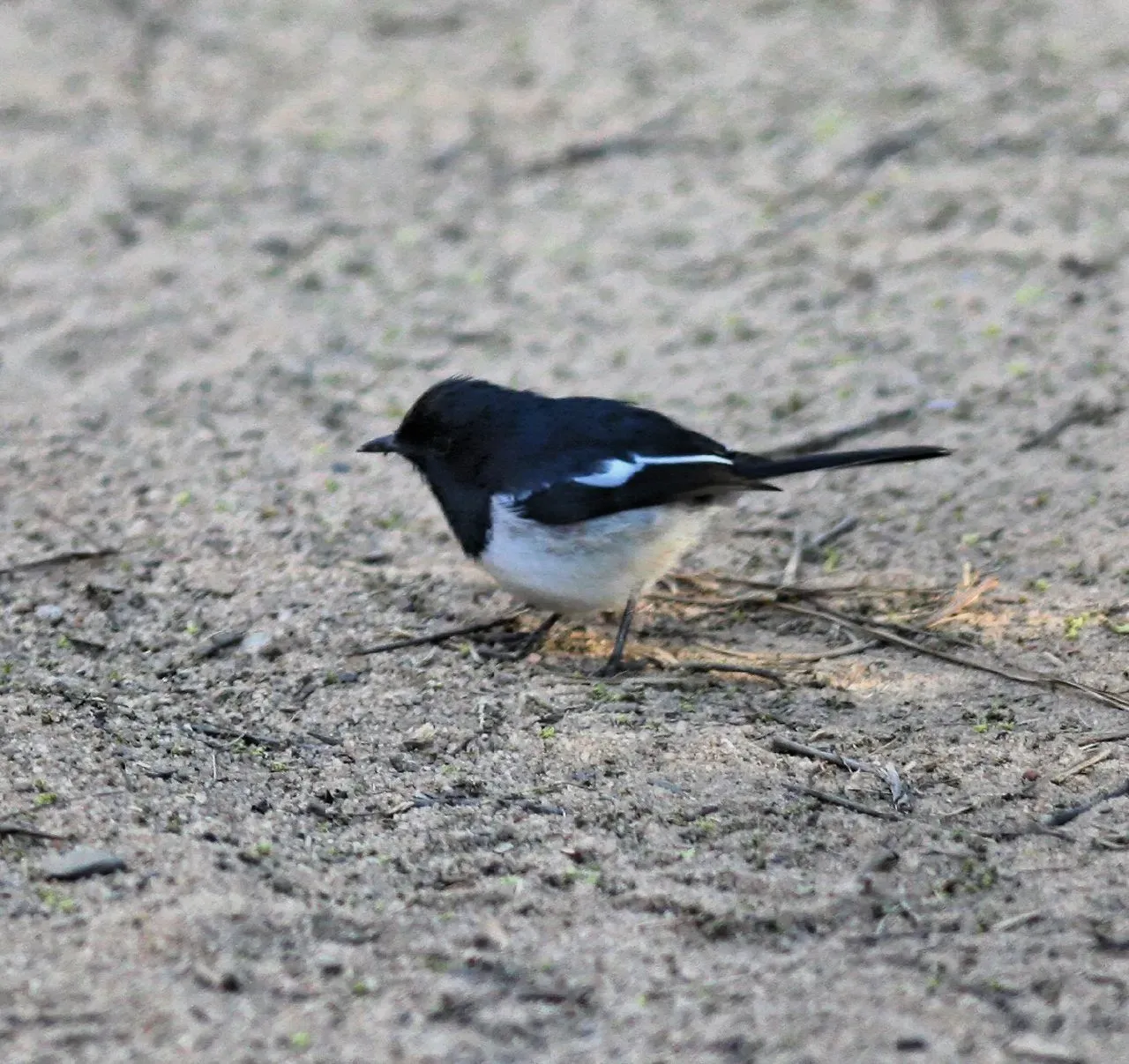 File:Copsychus albospecularis.jpg