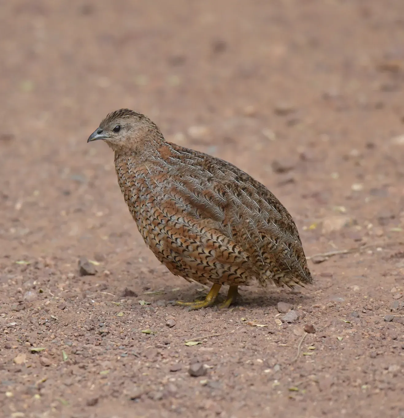 File:Synoicus ypsilophorus - Christopher Stephens - 530183168 (cropped).jpeg