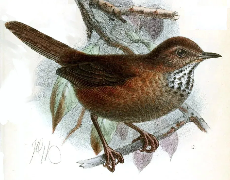 File:Locustella accentor Keulemans.jpg