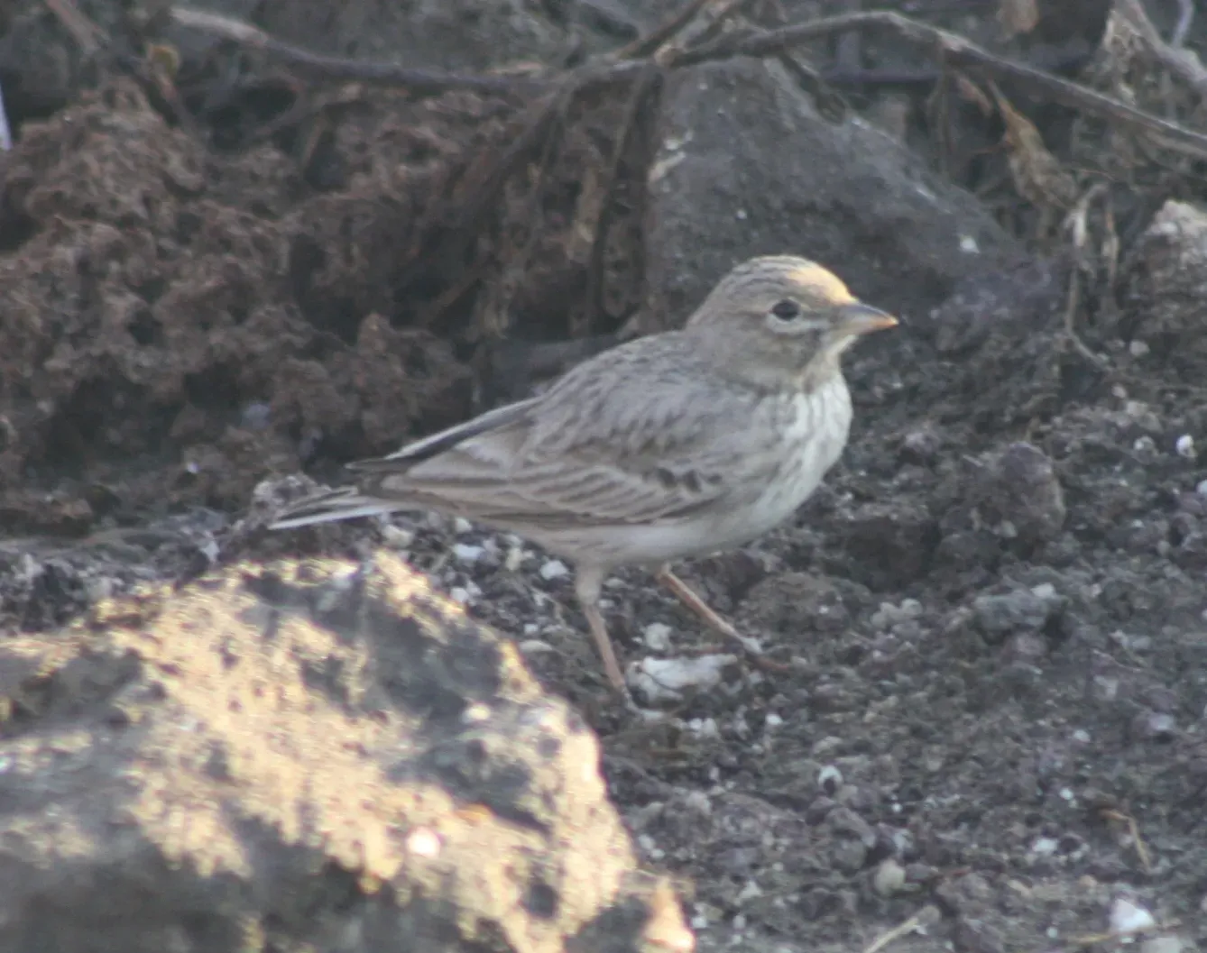 File:Ashy-crowned Sparrow-Lark (Eremopterix griseus) Female Gujarat Nov 2010 (1).JPG