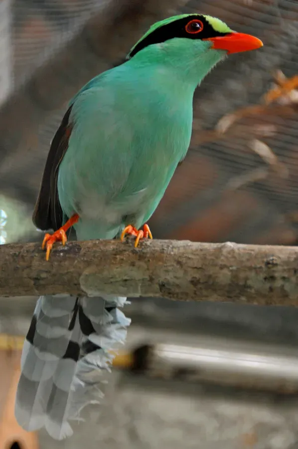 File:Cissa chinensis -Chiang Mai Zoo, Thailand-8a.jpg