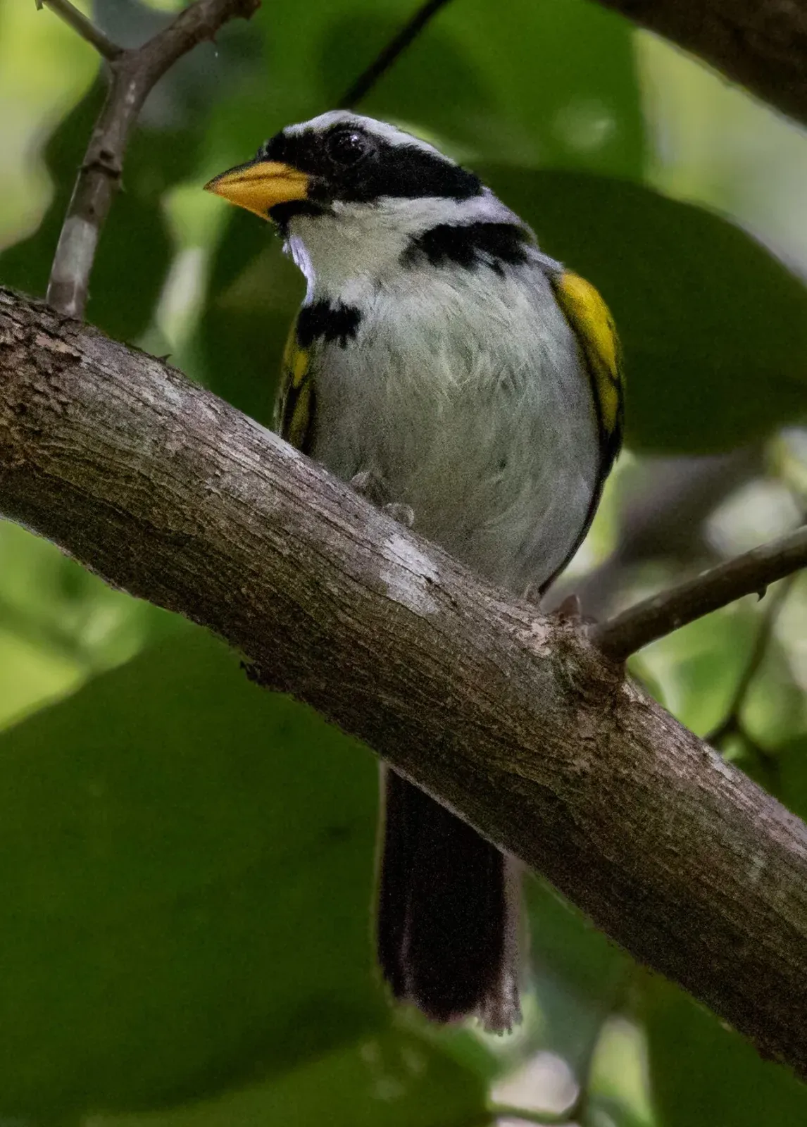 File:Arremon franciscanus Sao Francisco Sparrow; Lapa Grande State Park, Montes Claros, Minas Gerais, Brazil (cropped).jpg