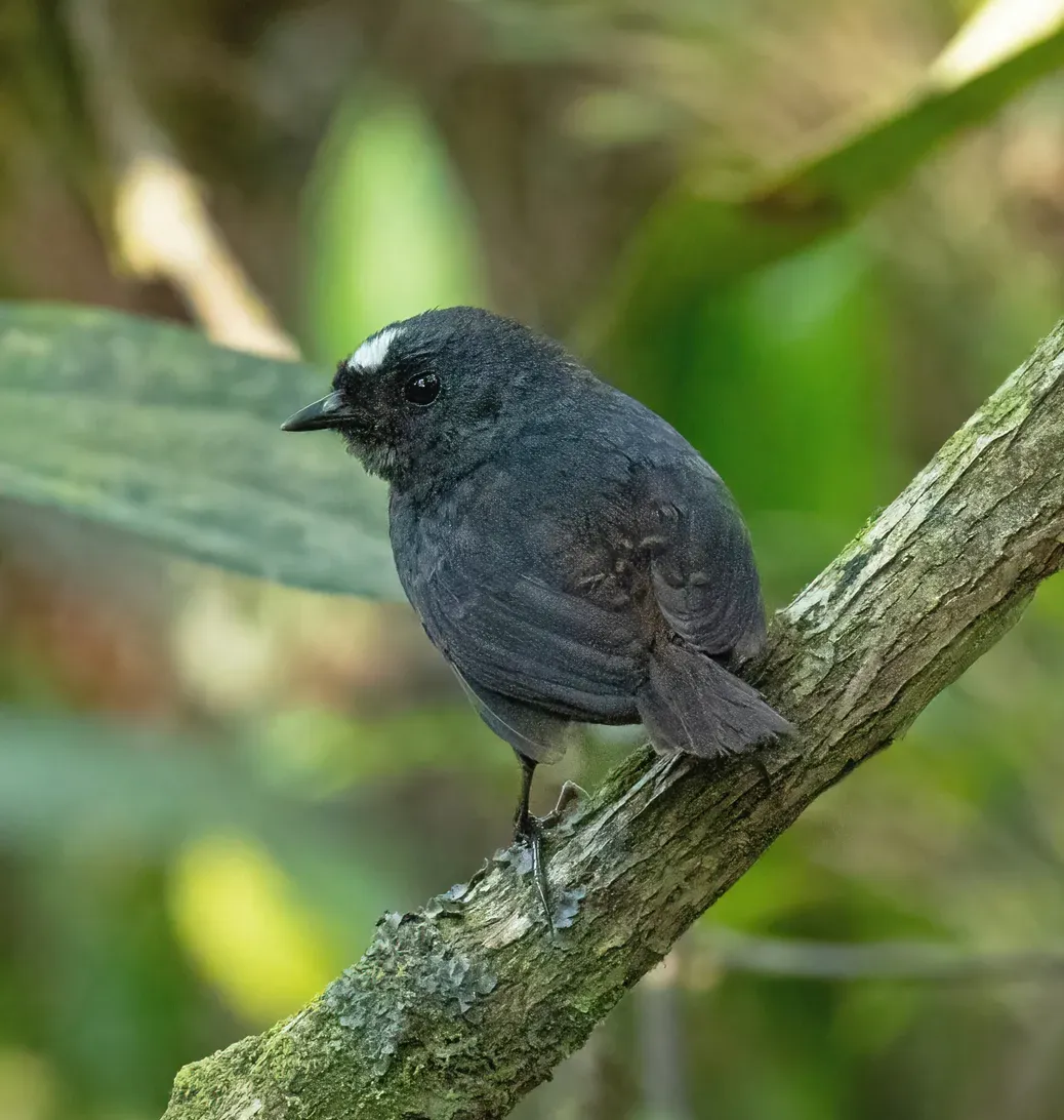 File:Scytalopus bolivianus 444815294 (cropped).jpg