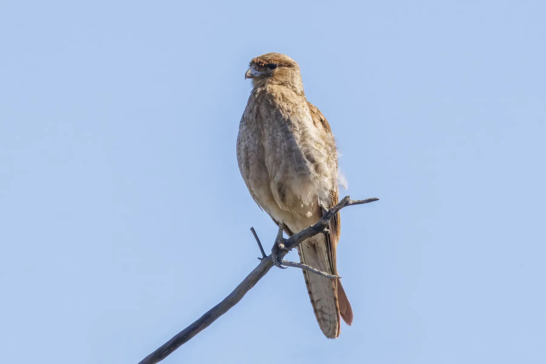File:Chimango caracara (Daptrius chimango chimango) Maipo.jpg