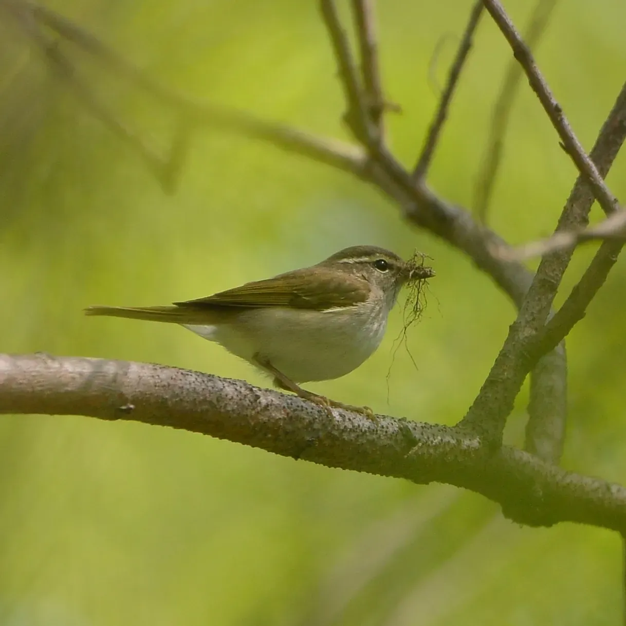 File:Phylloscopus borealoides from iNaturalist photo 201086570.jpg