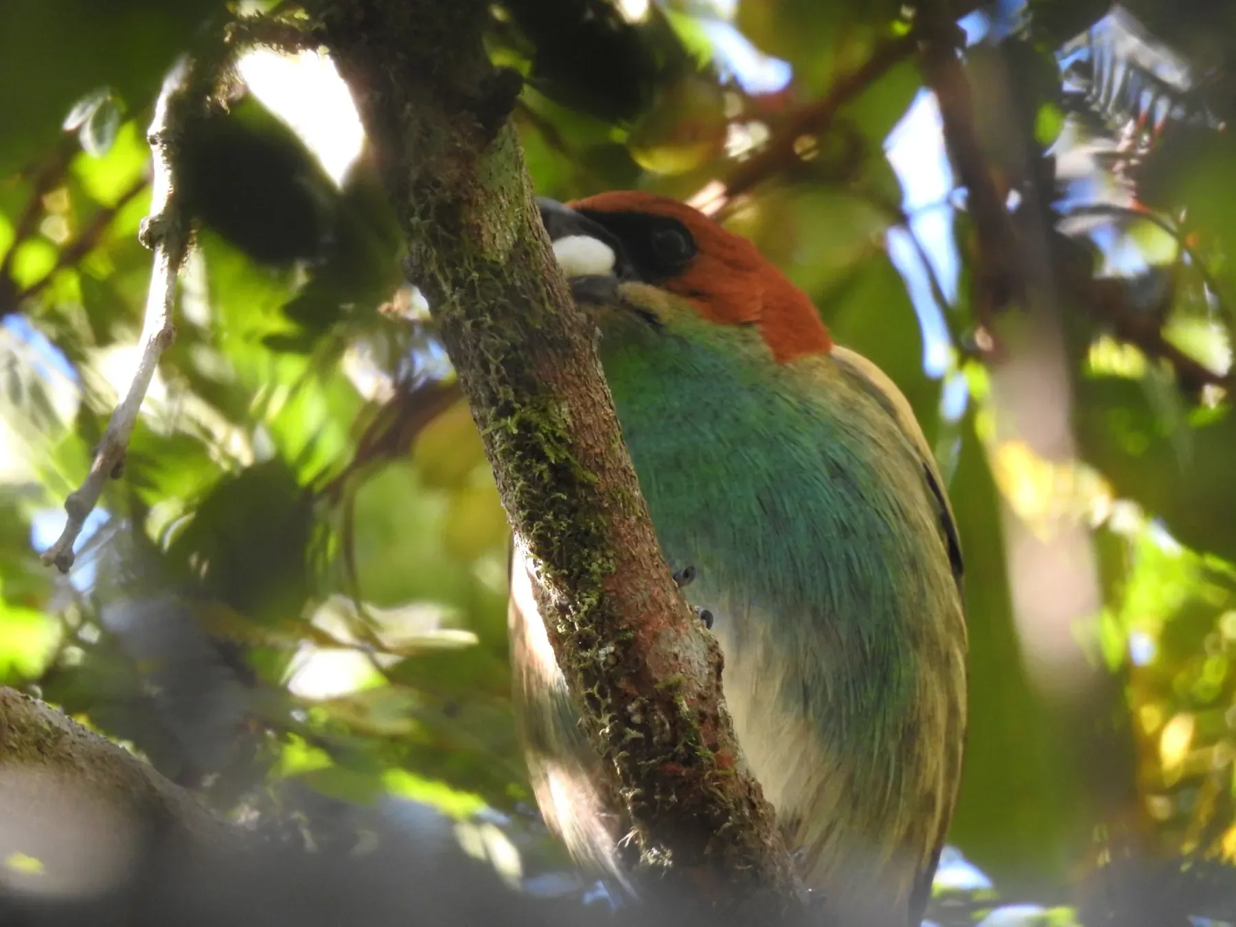 File:Stilpnia peruviana - Marcelo Schmidt Roberti - 424293638.jpeg