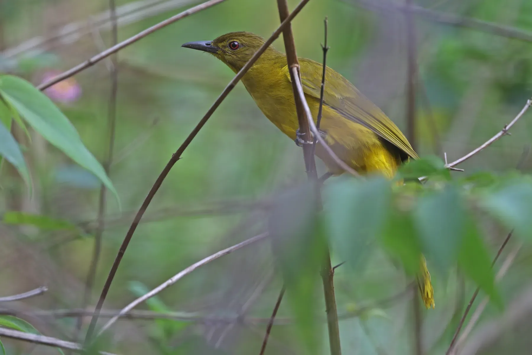 File:Hypsipetes aureus 435252094.jpg