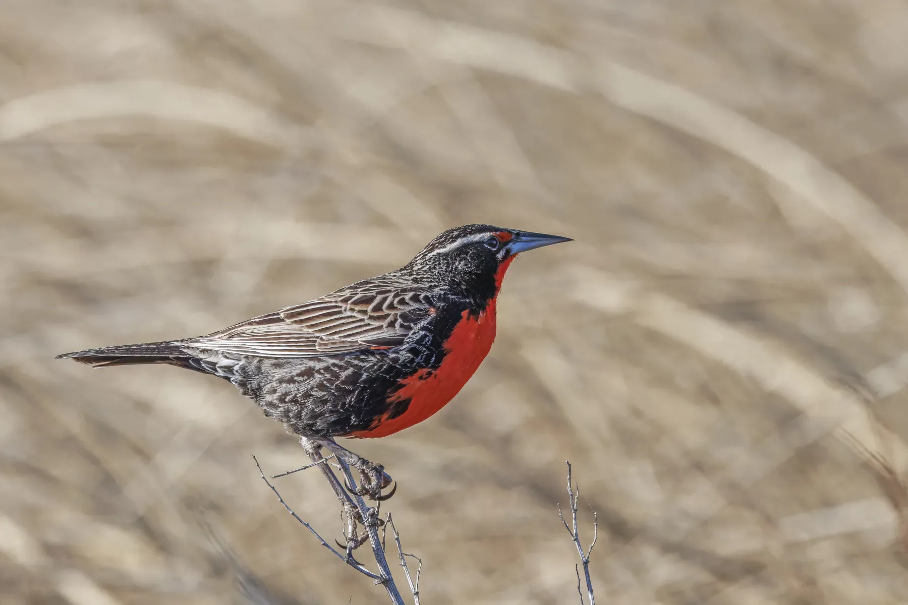 File:Long-tailed meadowlark (Leistes loyca loyca) breeding male Laguna Nimez.jpg