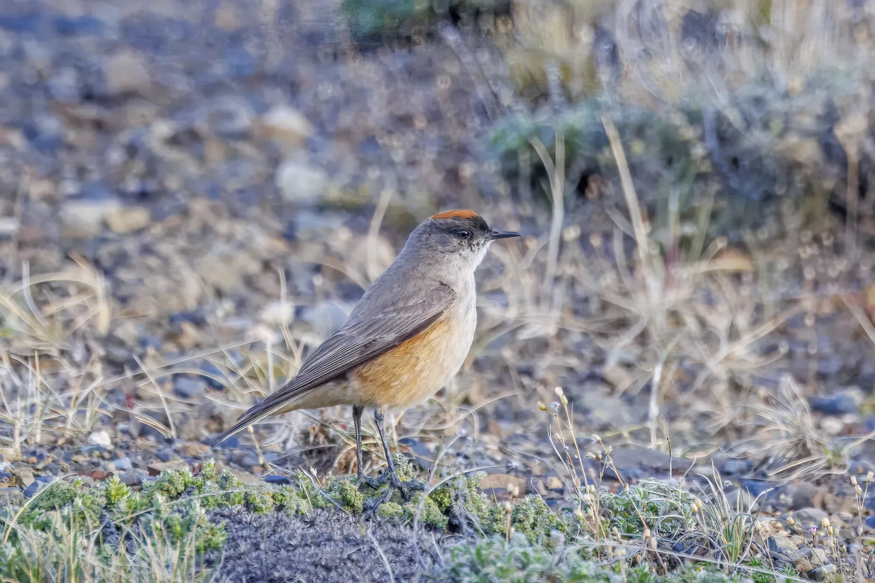 File:Cinnamon-bellied ground-tyrant (Muscisaxicola capistratus) Leona Amarga.jpg