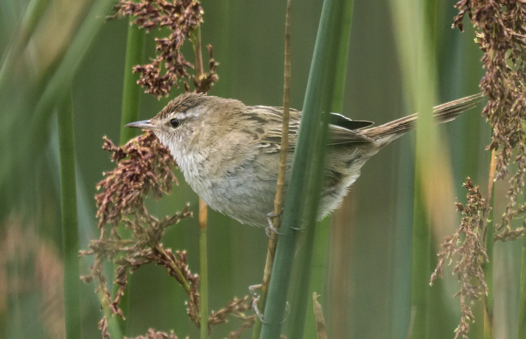 File:Poodytes gramineus 460851951.jpg