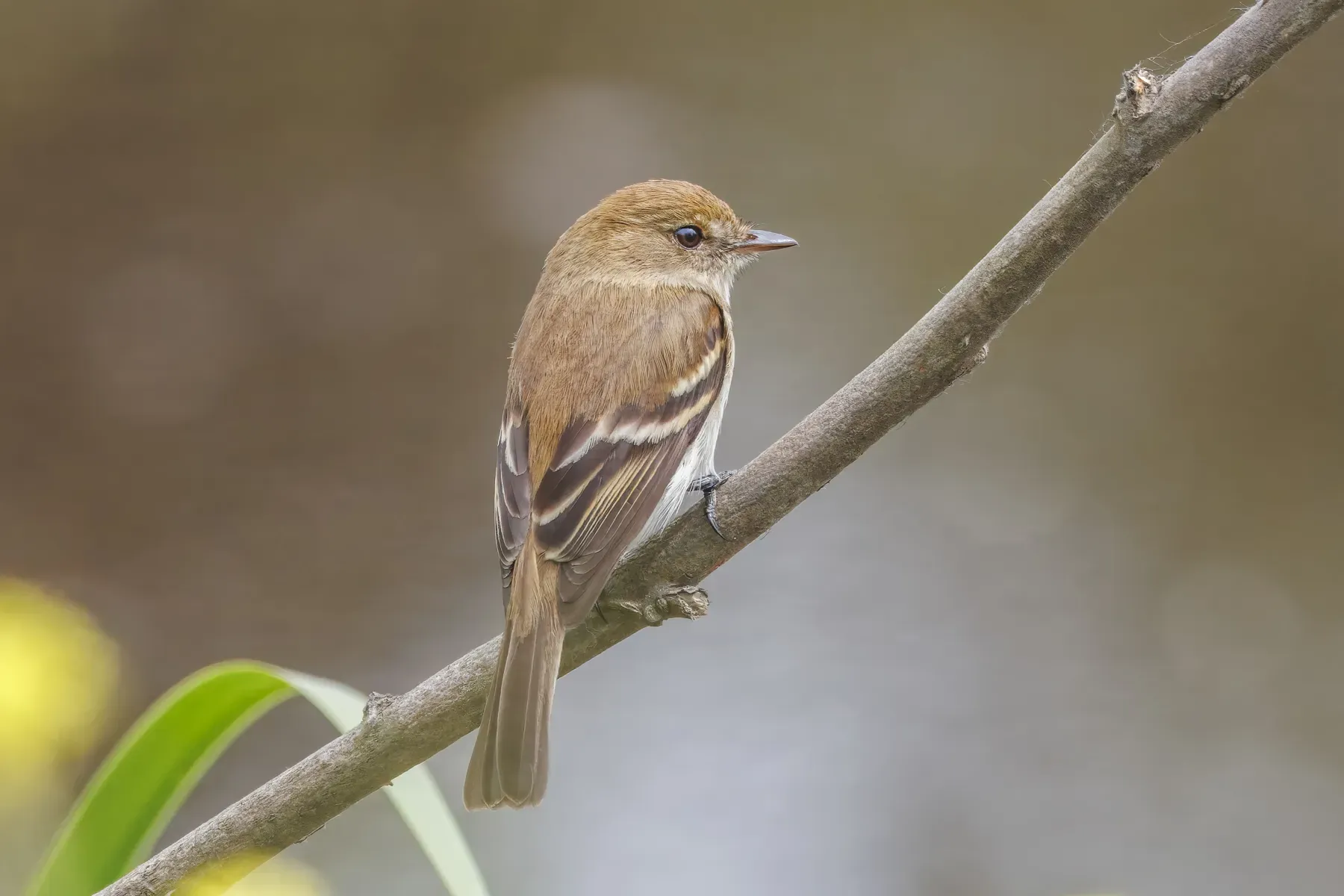 File:Bran-coloured flycatcher (Myiophobus fasciatus) Campana.jpg