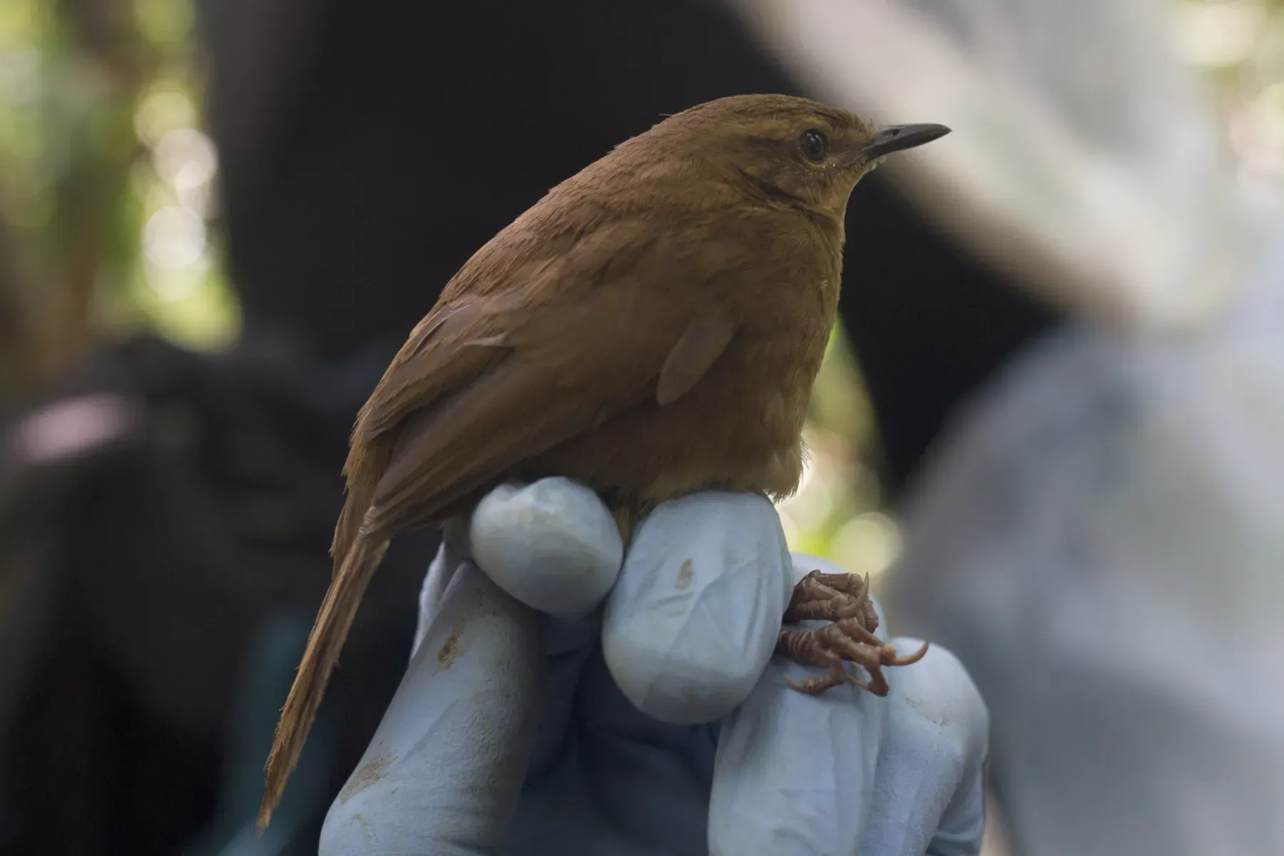 File:Bradypterus lopezi lopezi 173826450.jpg