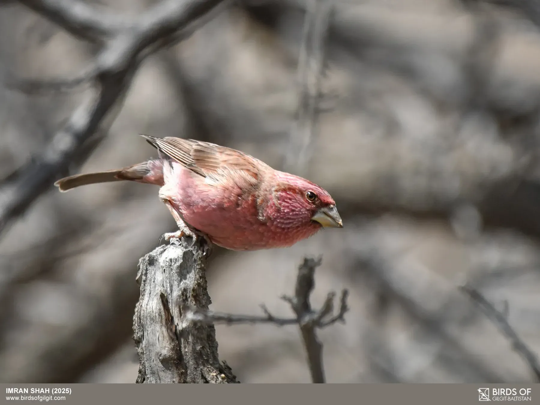 File:Blyth's Rosefinch (Carpodacus grandis) (54868236220).jpg