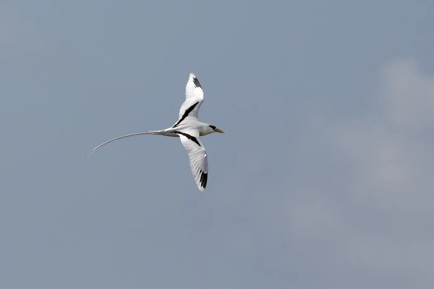 File:White-tailed Tropicbird (Phaethon lepturus).jpg