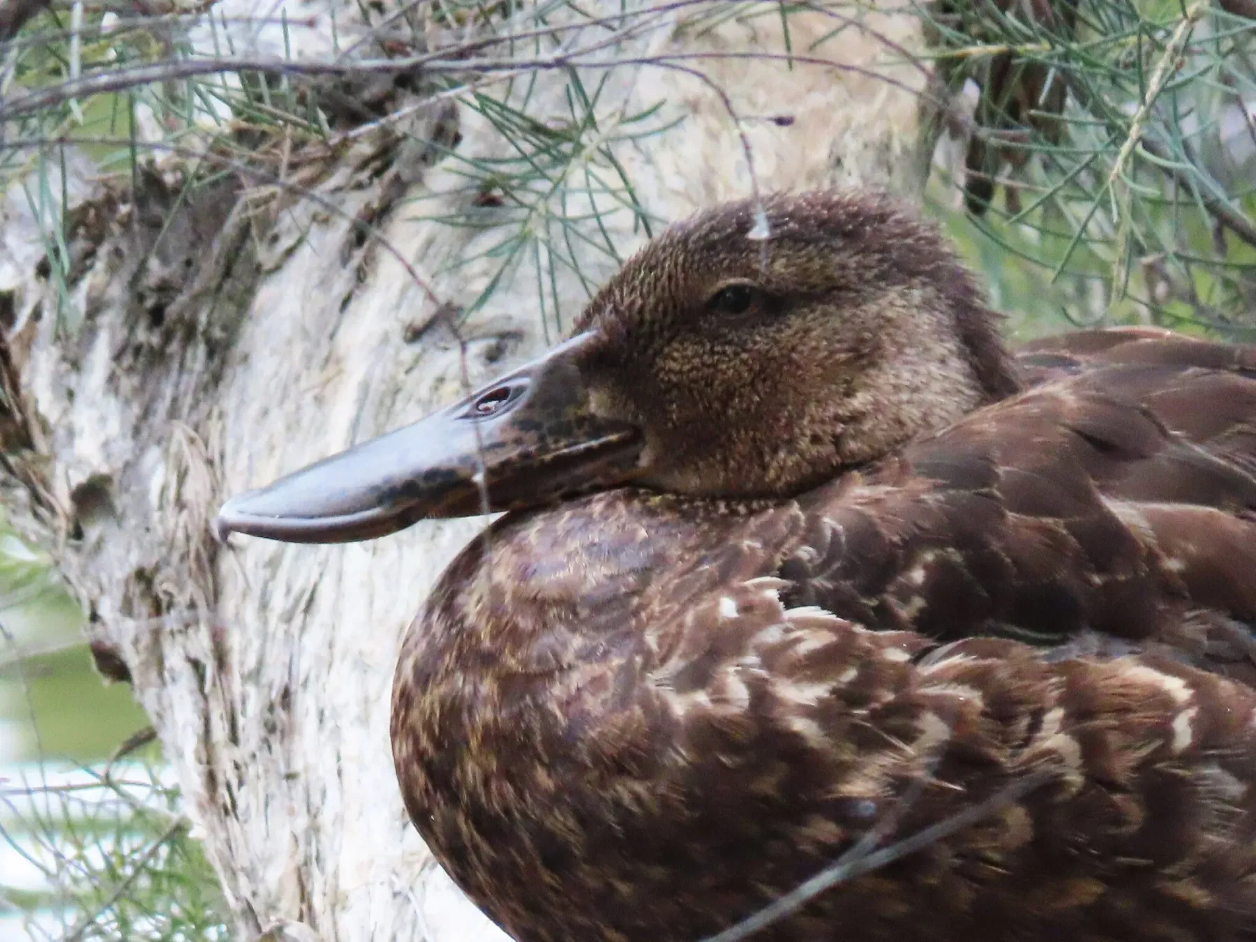 File:Spatula rhynchotis 538974653.jpg