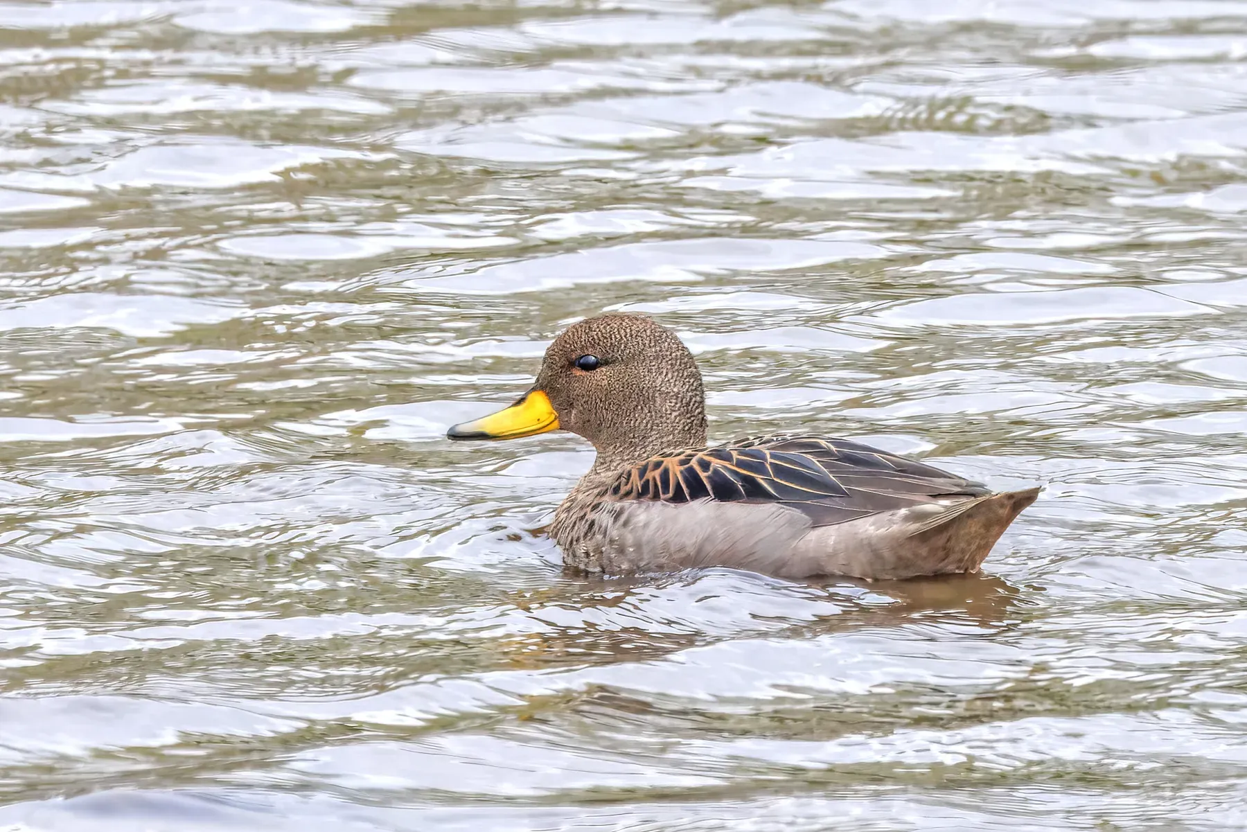 File:Yellow-billed teal (Anas flavirostris) Chiloe.jpg