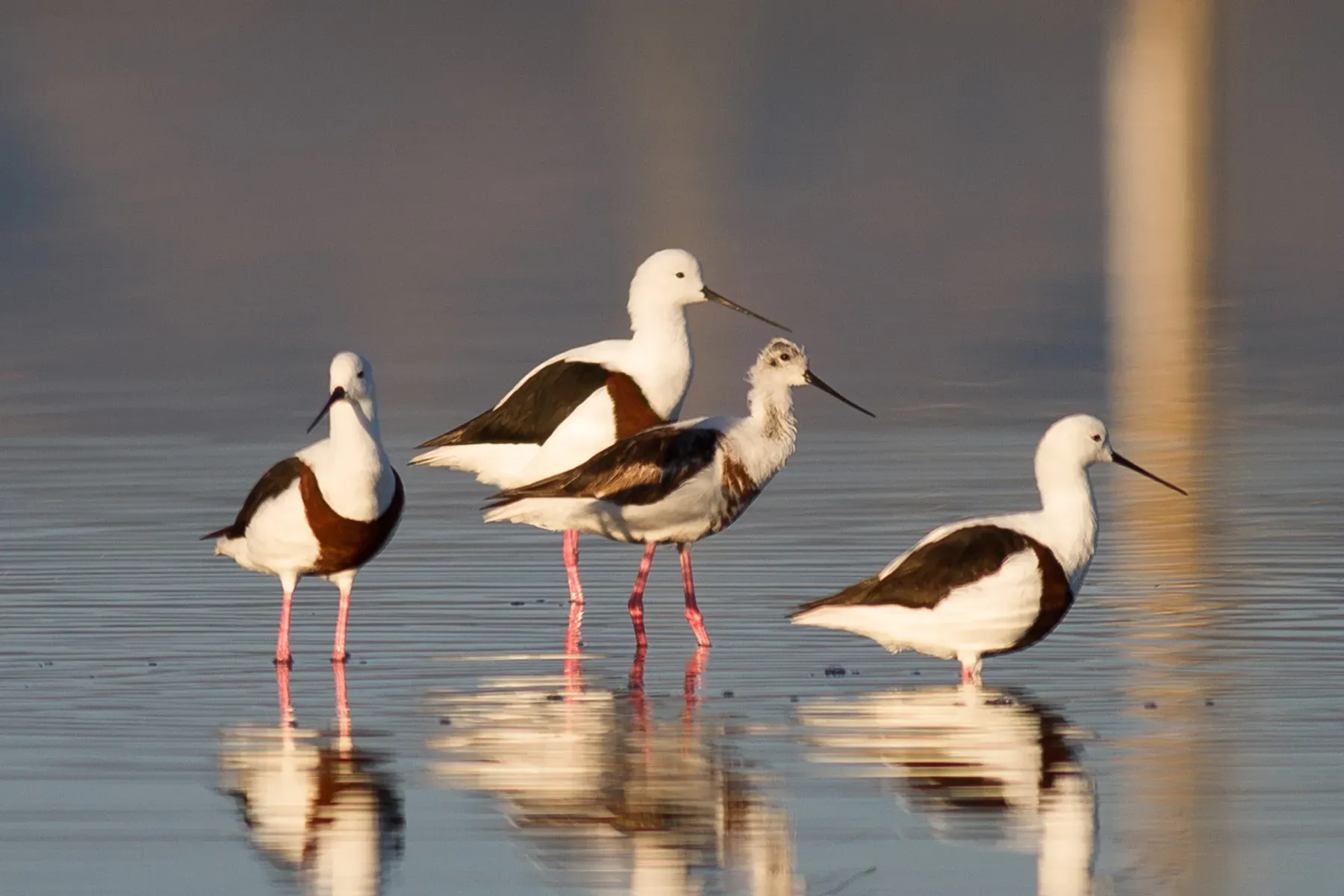 File:Cladorhynchus leucocephalus 119597612.jpg