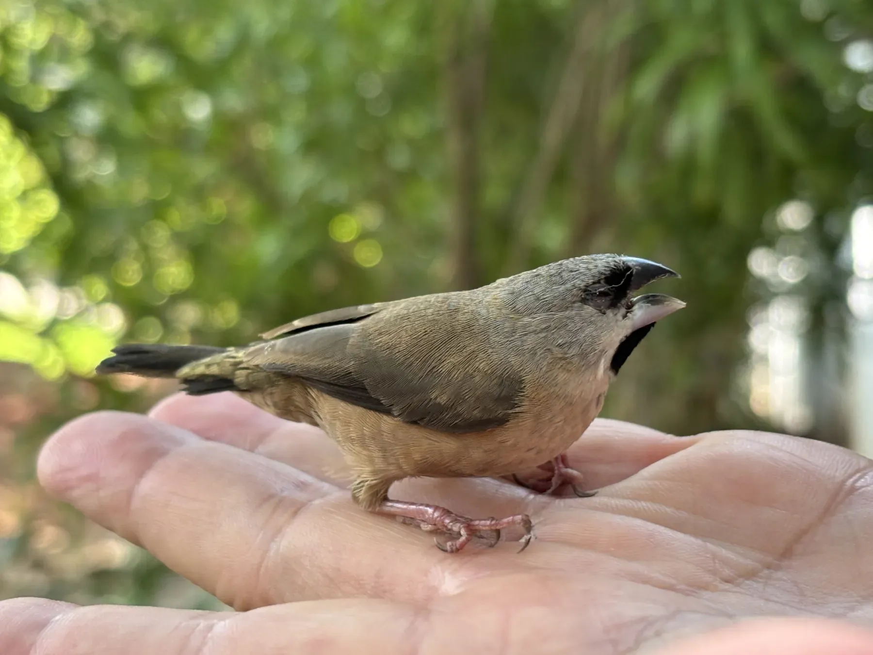 File:Lepidopygia nana - underthesea - 595503068.jpeg