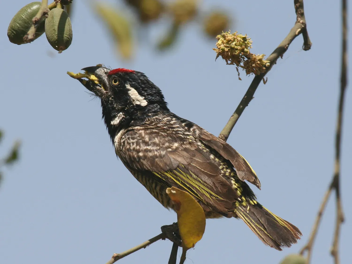 File:Lybius undatus.jpg