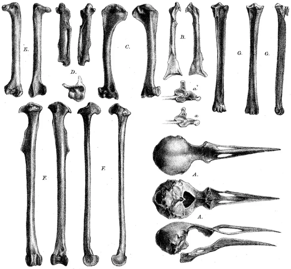 File:Necropsar rodericanus.jpg