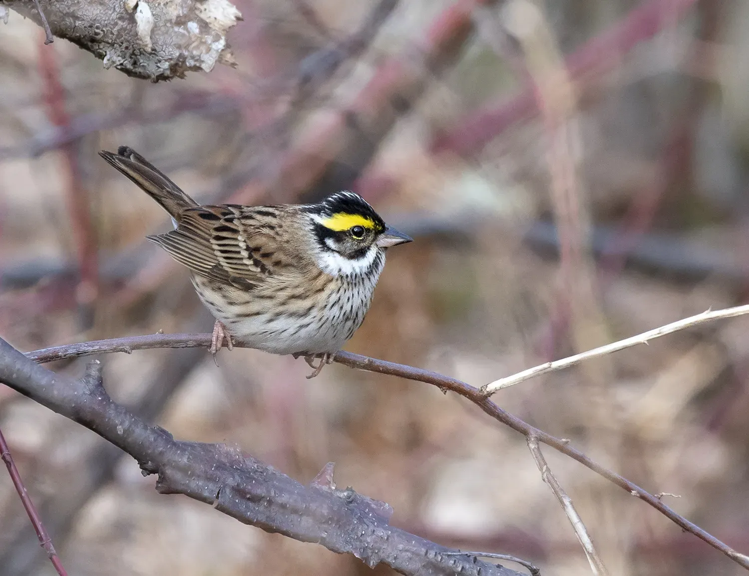 File:Emberiza chrysophrys from iNaturalist photo 129340238.jpg