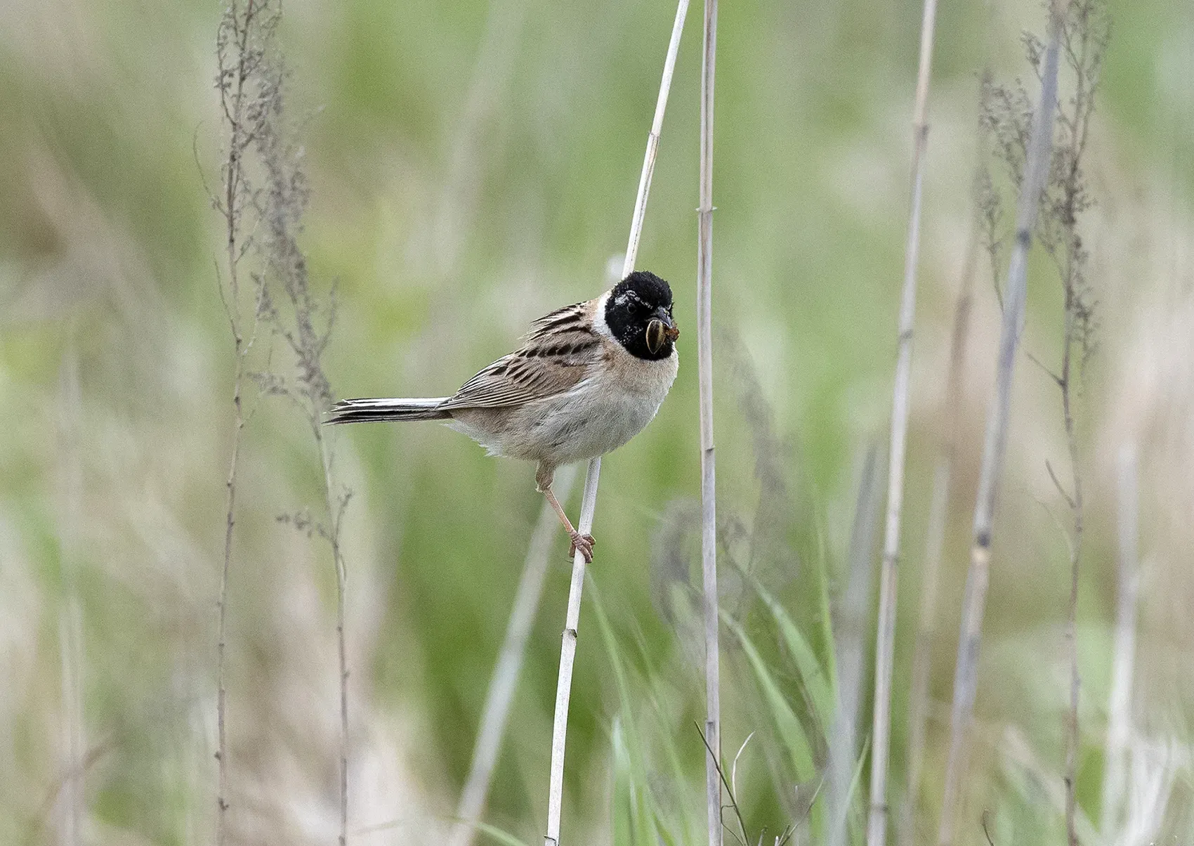 File:Emberiza yessoensis from iNaturalist photo 135437000.jpg