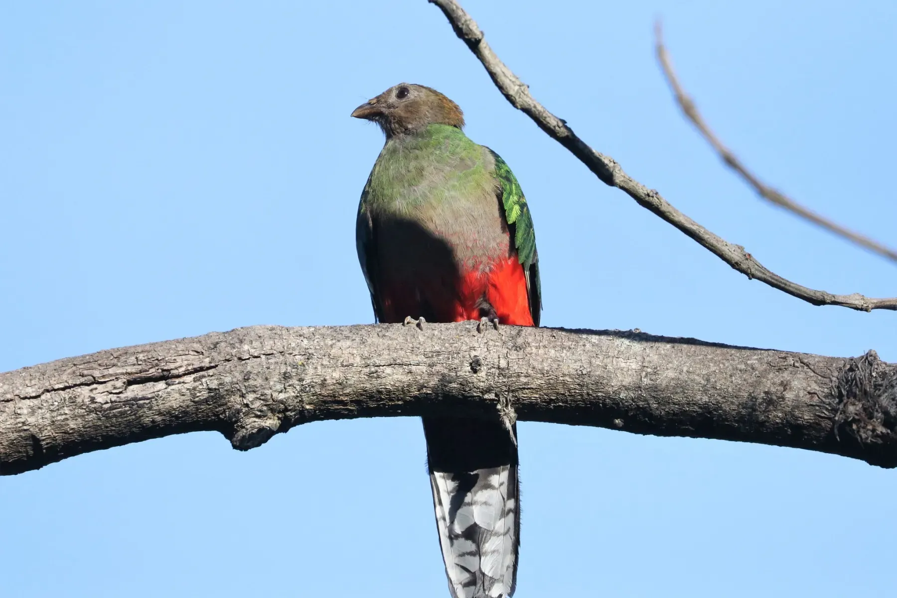 File:Pharomachrus fulgidus 182586693.jpg