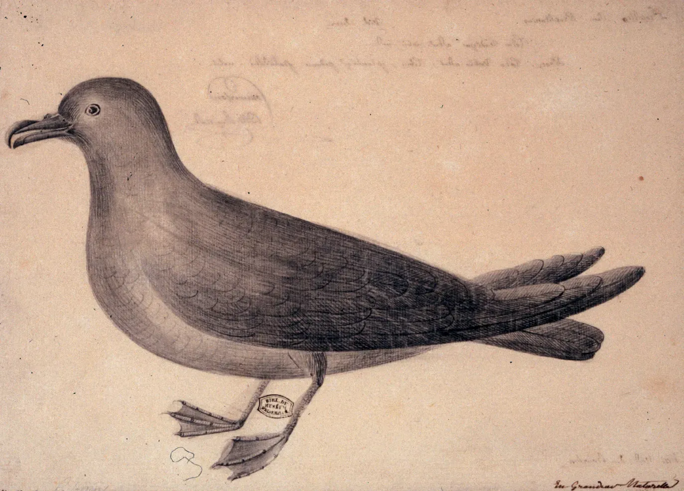 File:Pseudobulweria aterrima.jpg