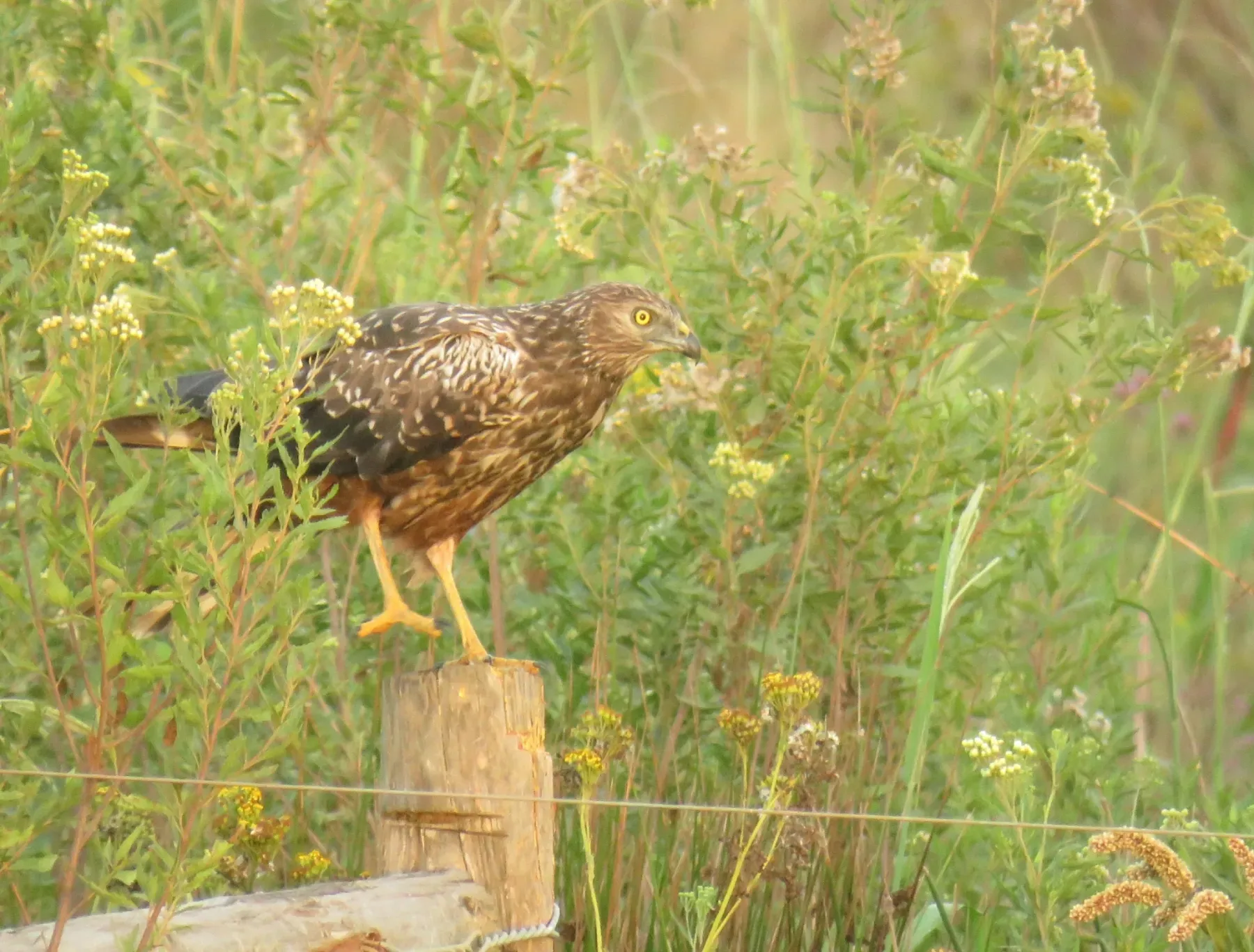 File:Circus ranivorus 361290652.jpg