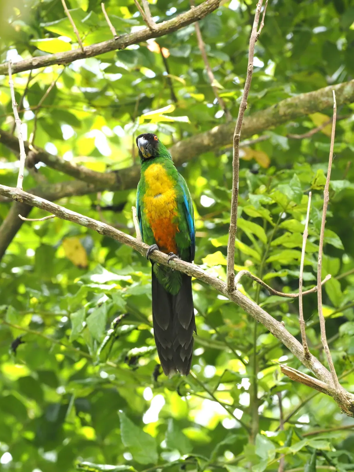 File:Prosopeia personata - Rosario - 329944716.jpeg