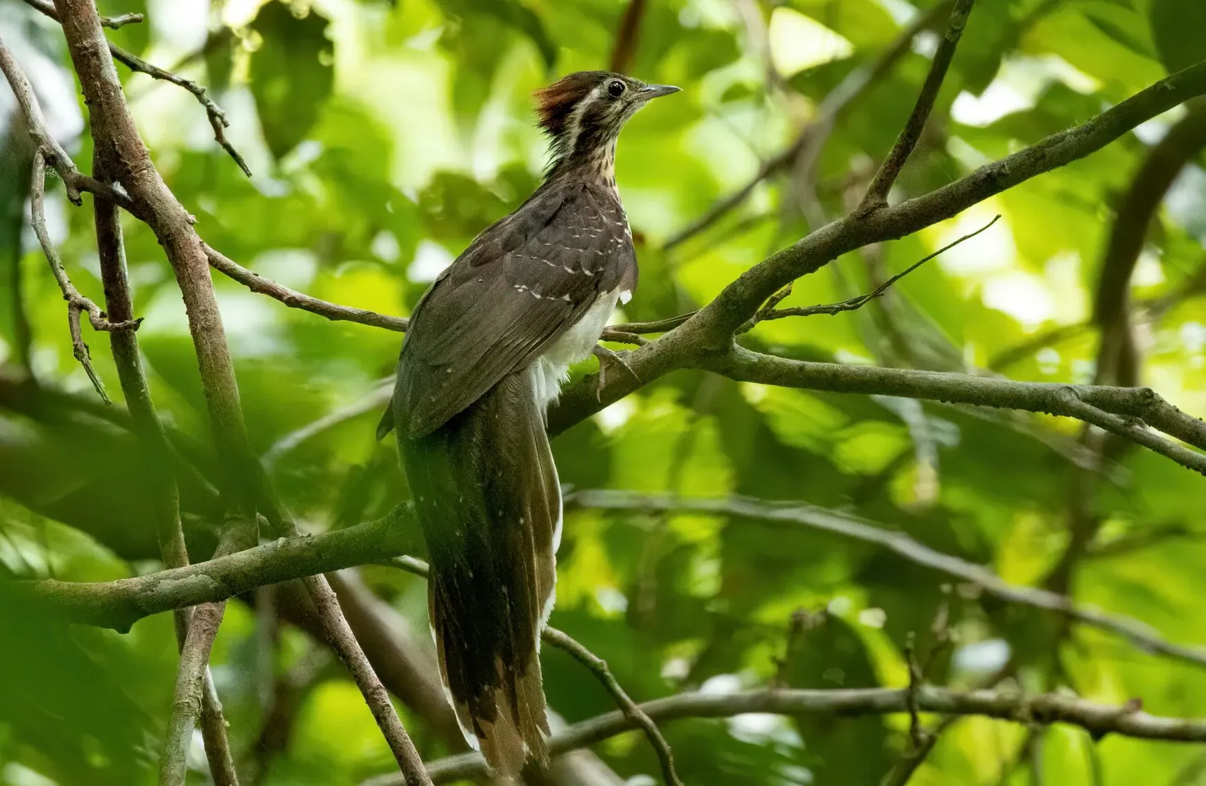 File:Dromococcyx phasianellus 247271746.jpg