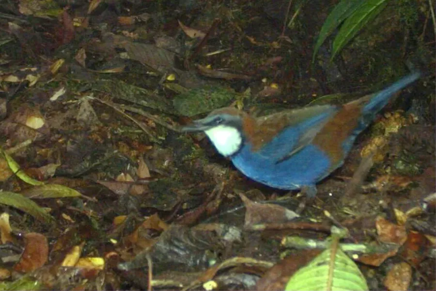 File:Ptilorrhoa castanonota cc.jpg