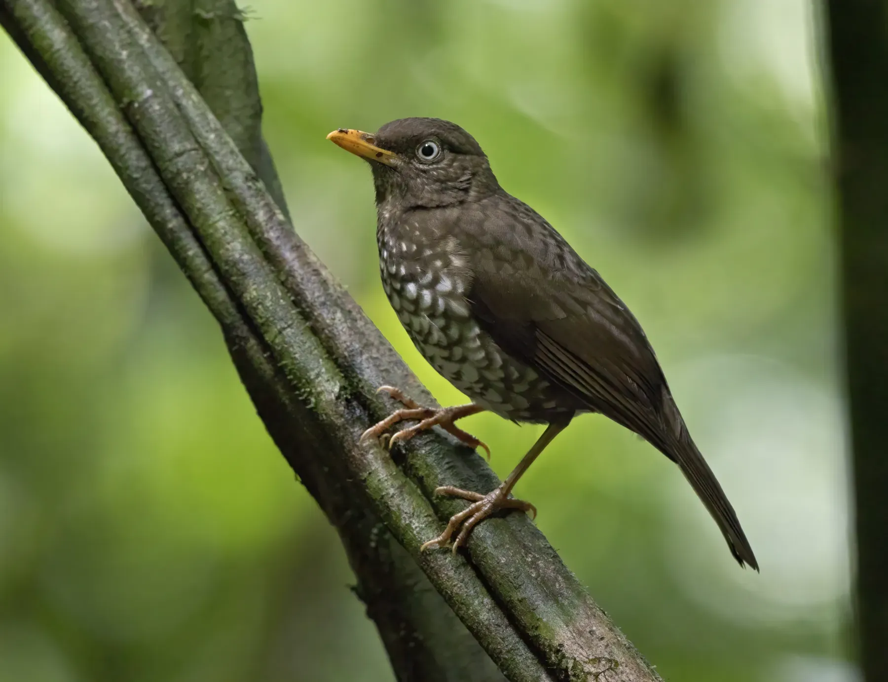 File:Turdus xanthorhynchus (10.3897-BDJ.11.e110428) Figure 2d.jpg