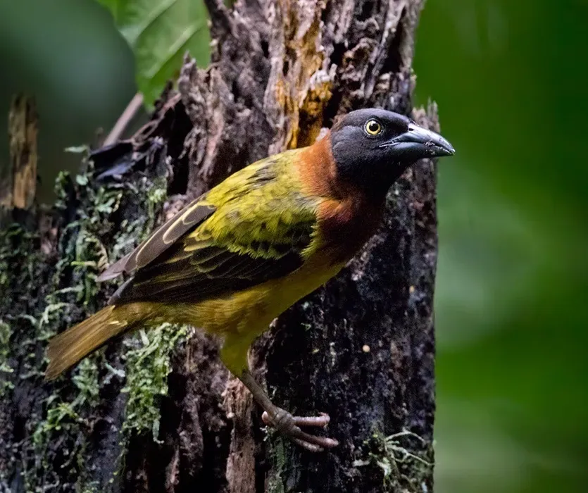 File:Ploceus grandis (10.3897-BDJ.11.e110428) Figure 3e.jpg