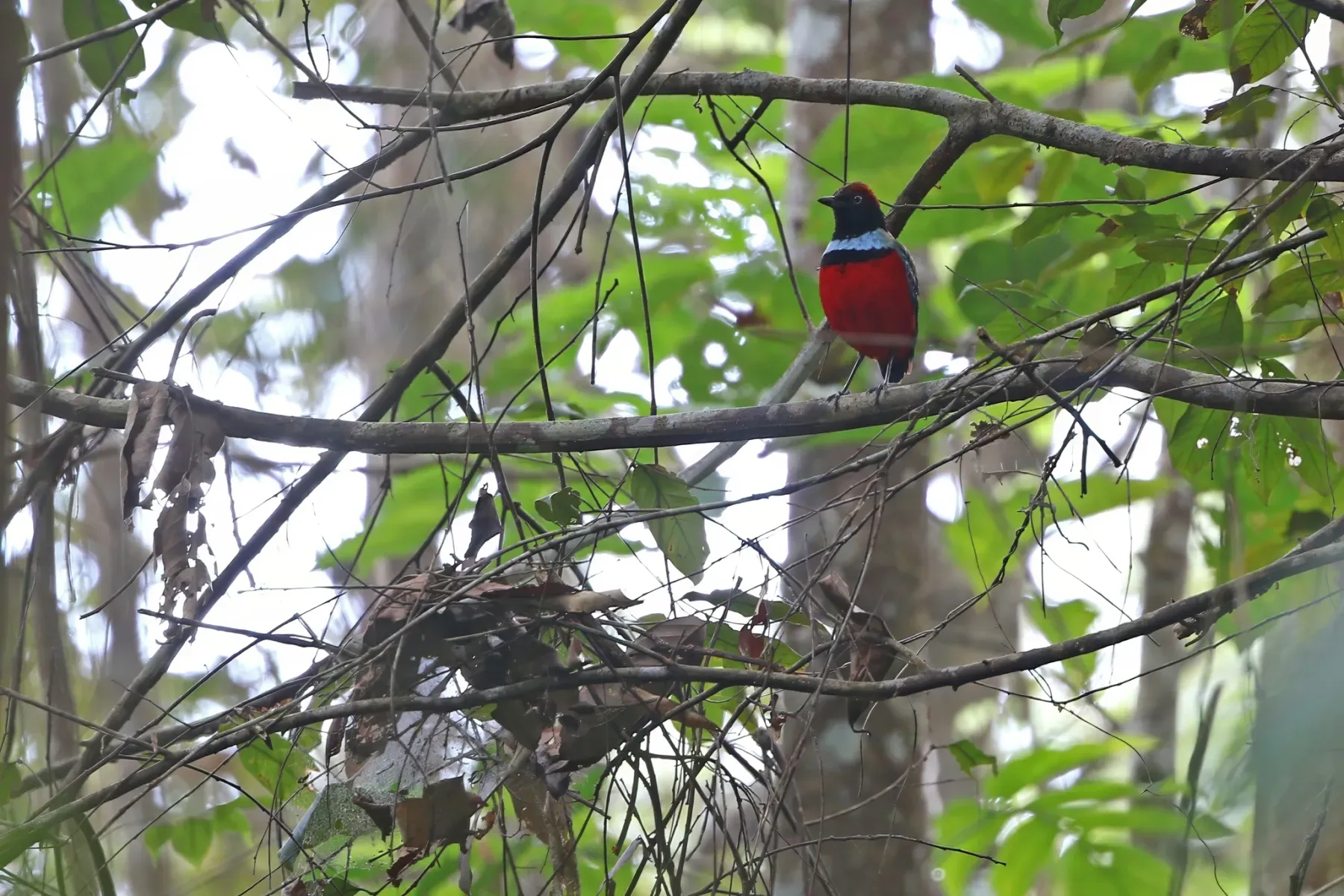 File:Erythropitta dohertyi 435261762.jpg