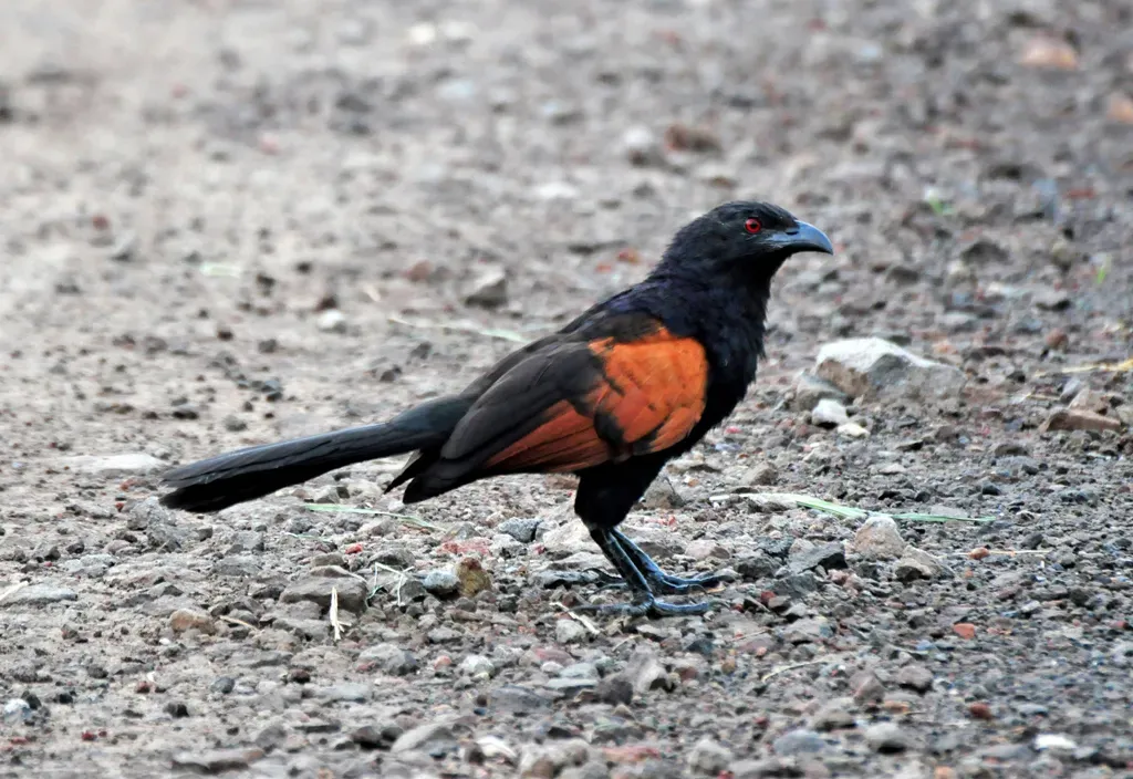 File:Centropus nigrorufus at mangrove surabaya.jpg
