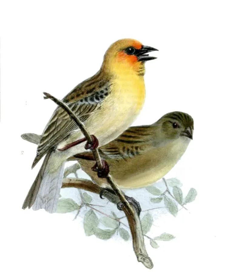 File:Foudia flavicans Wolf.jpg