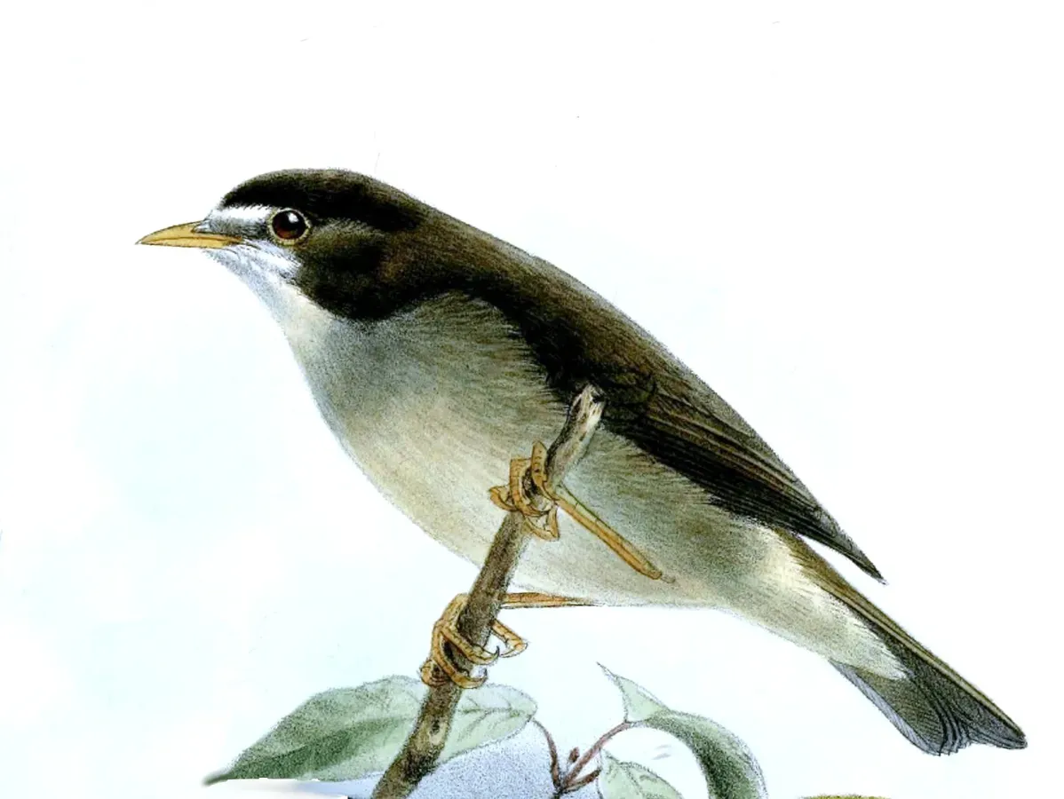 File:Zosterops melanocephalus Keulemans.jpg